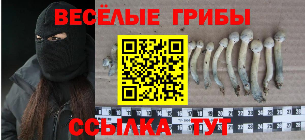 Псилоцибиновые грибы GOLDEN TEACHER Шали